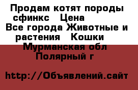 Продам котят породы сфинкс › Цена ­ 4 000 - Все города Животные и растения » Кошки   . Мурманская обл.,Полярный г.